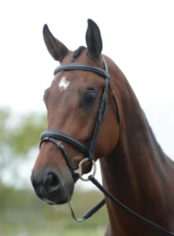 Kincade Flash Bridle II