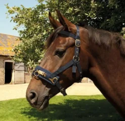 Rhinegold Nylon Lunge Cavesson