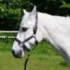 Rhinegold Padded Diamond Pattern Headcollar And Leadrope Set