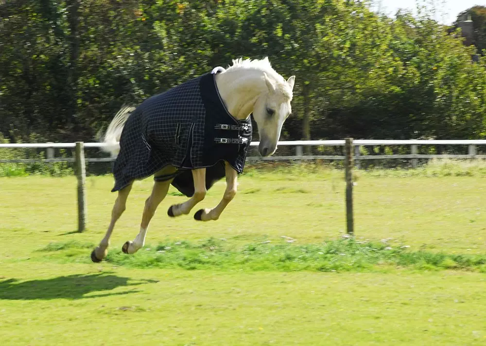 Rhinegold Elite Montpelier 100g Turnout Rug - Image 14