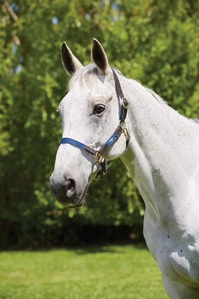 Kincade Leather Web Headcollar - Image 5