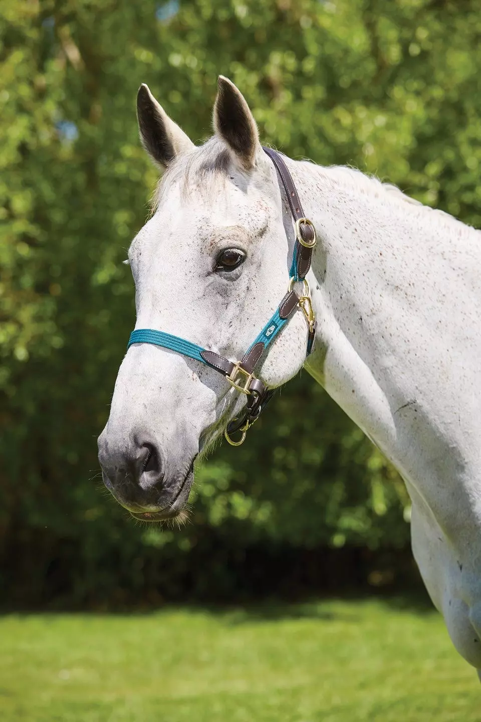 Kincade Leather Web Headcollar - Image 6