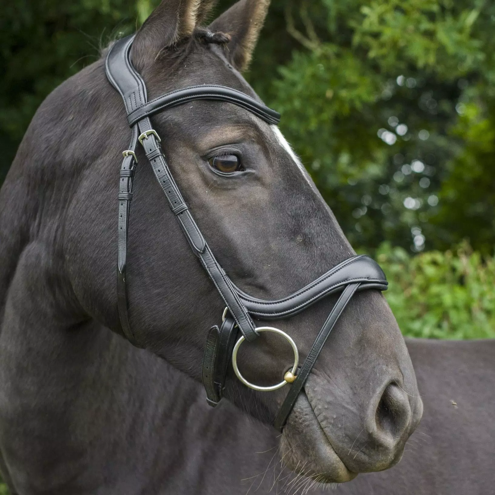 EcoRider Ecosoft Enigma Bridle - Image 4