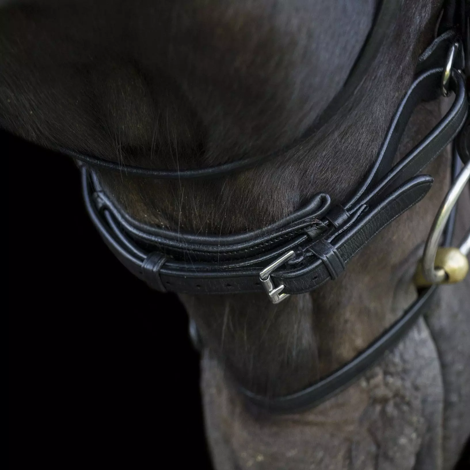 EcoRider Ecosoft Enigma Bridle - Image 3