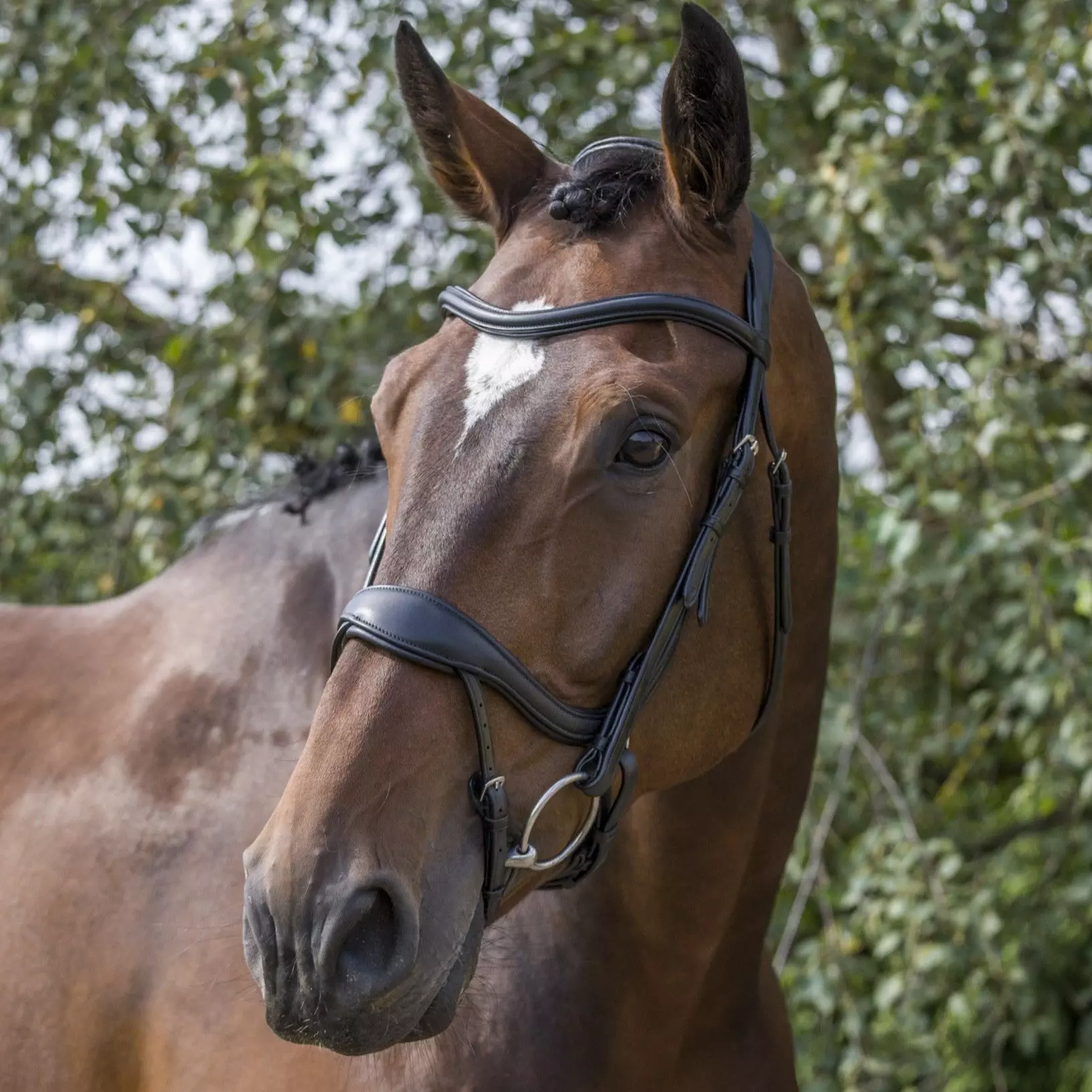 EcoRider Ecosoft Enigma Bridle - Image 10