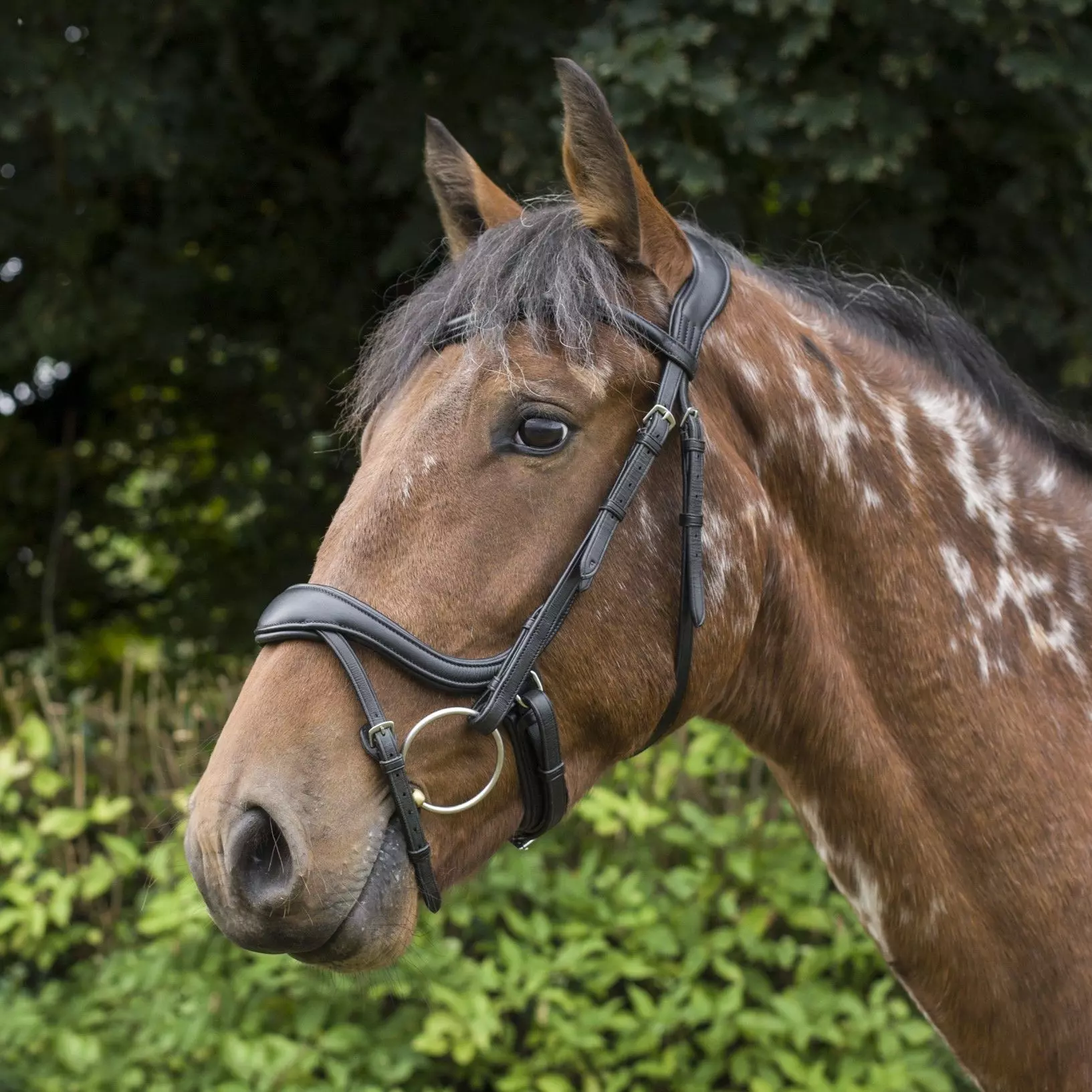 EcoRider Ecosoft Enigma Bridle - Image 13