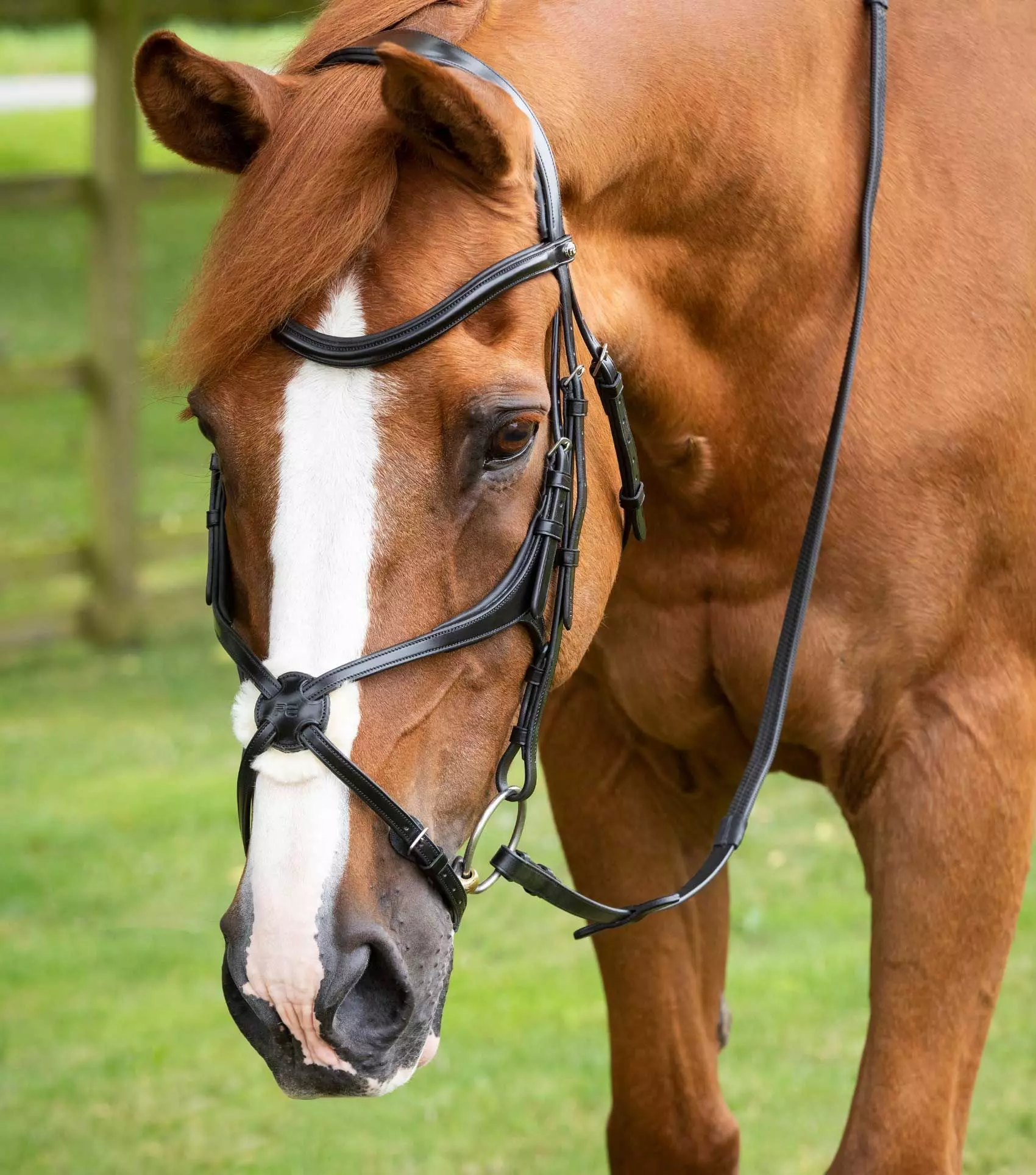 Premier Equine Glorioso Grackle Bridle - Image 13