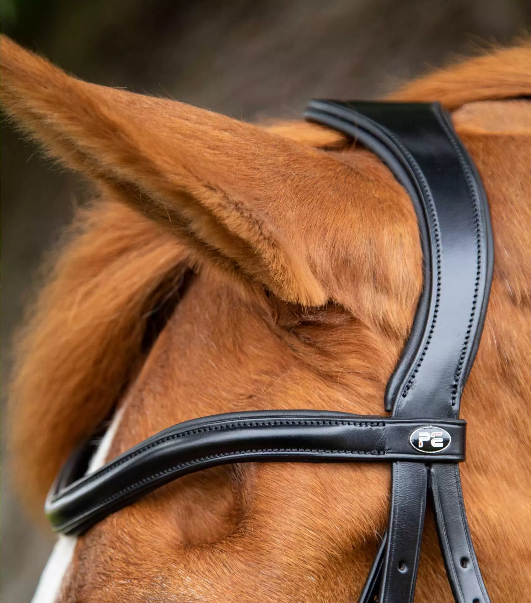 Premier Equine Glorioso Grackle Bridle - Image 4