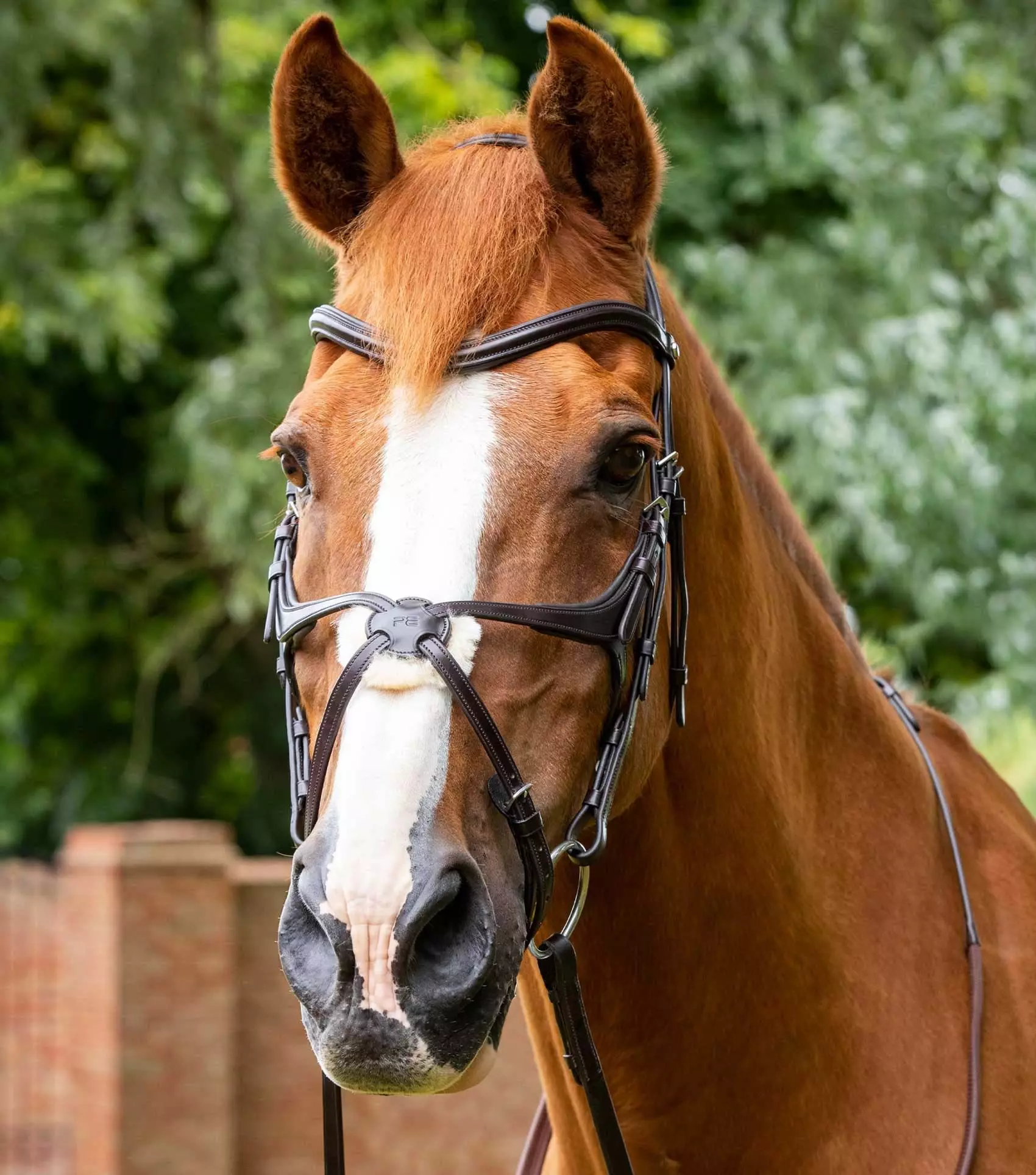Premier Equine Glorioso Grackle Bridle - Image 9