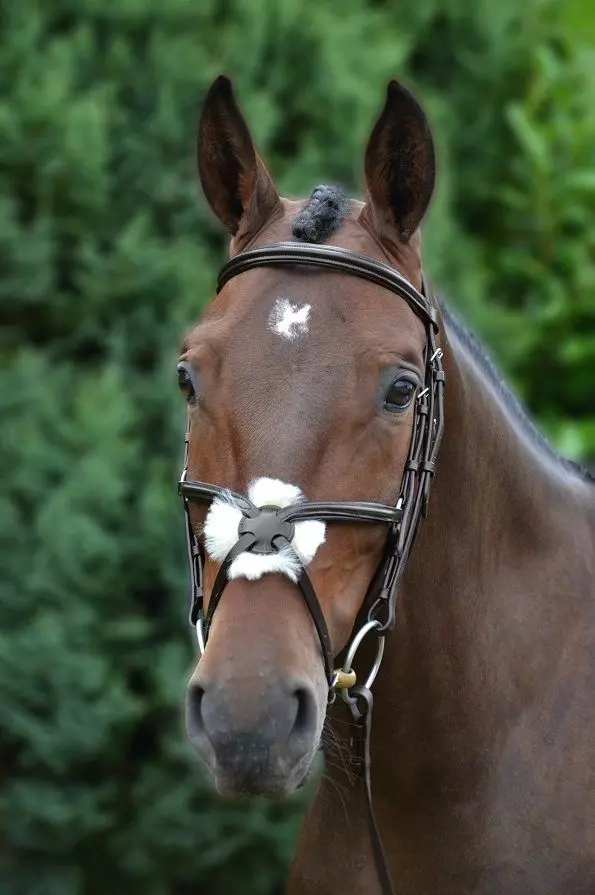 Hy Mexican Bridle With Rubber Grip Reins - Image 10