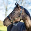 LeMieux Rope Control Headcollar