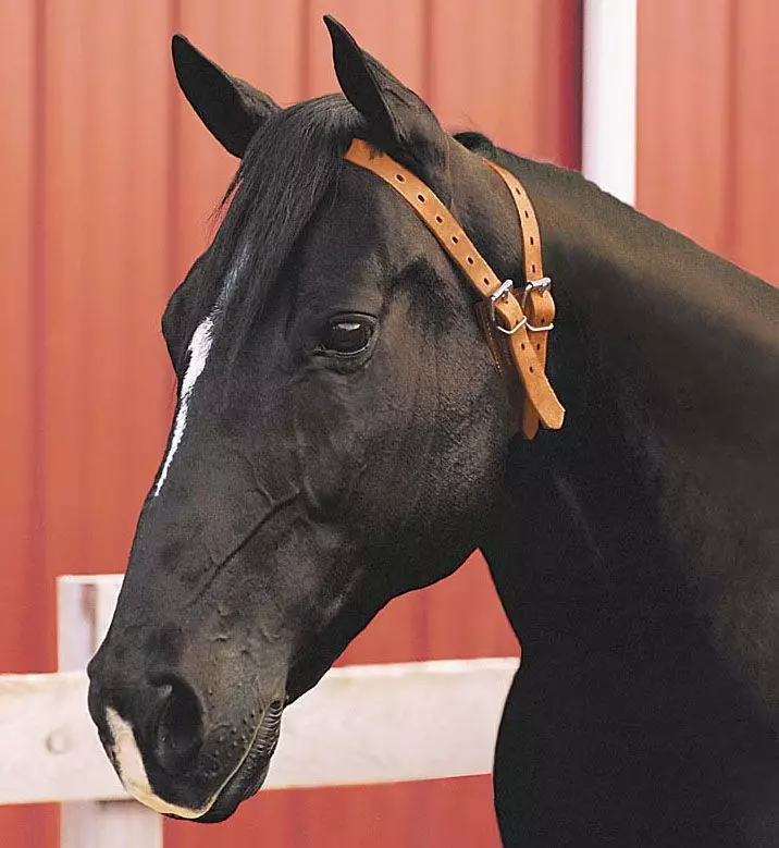 Miracle Cribbing Collar - Image 3